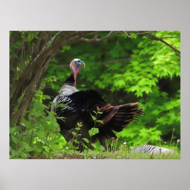 Mature Male Vild Turkey Poster (Framsidan)