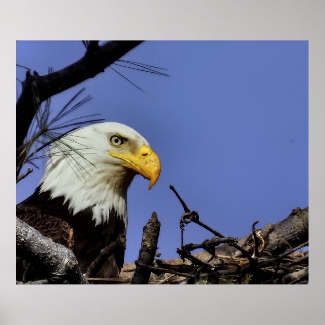 Mature Örn i Nest Poster (Framsidan)