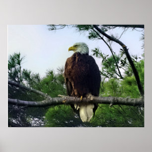 Mature Örn Perched i Träd Poster