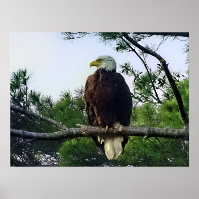 Mature Örn Perched i Träd Poster (Framsidan)