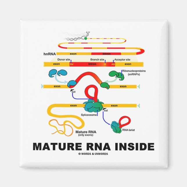 Mature RNA Inside Magnet (Framsidan)