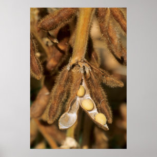 Mature soybeans poster
