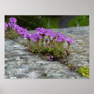 Mauerblümchen: lila Blüten blommar mellan sten Poster