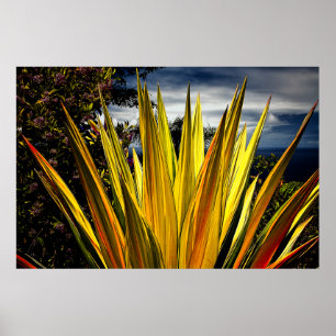 Maui guld - Hawaii Poster