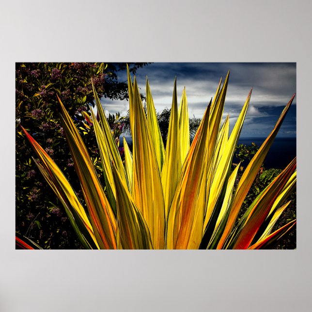 Maui Guld - Hawaii Poster (Framsidan)