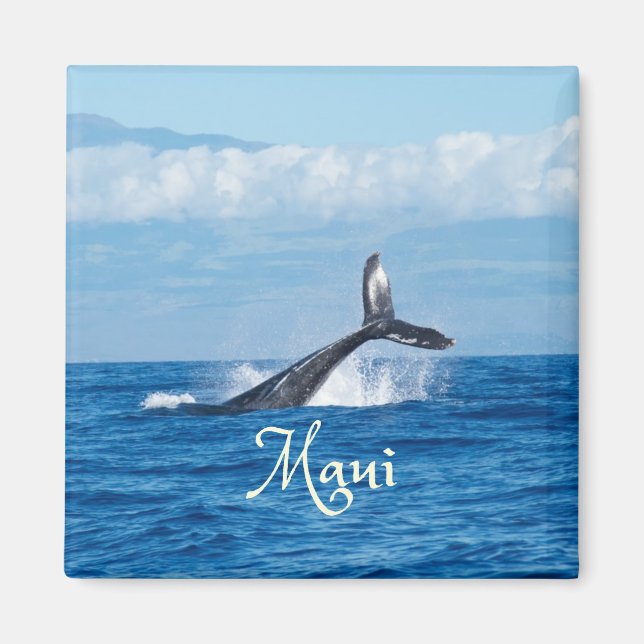 Maui Hawaii Ocean Whale Svan Magnet (Framsidan)