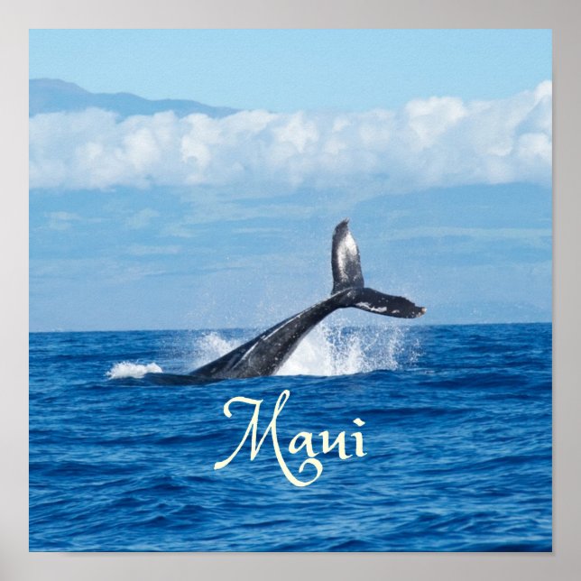 Maui Hawaii Ocean Whale Svan Poster (Framsidan)