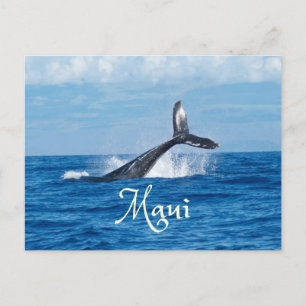 Maui Hawaii Ocean Whale Svan Vykort