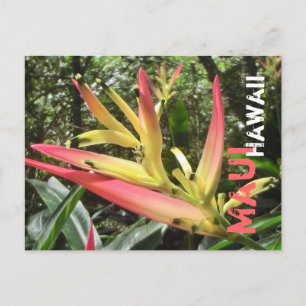 Maui Hawaii-vykort Vykort