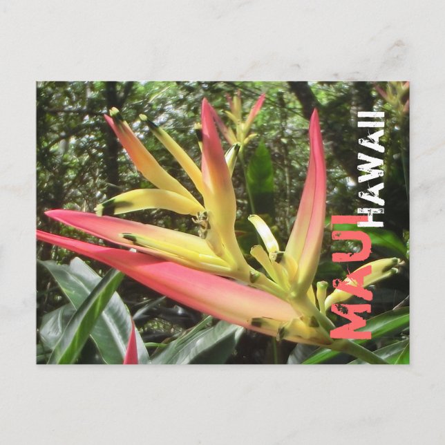 Maui Hawaii-vykort Vykort (Framsida)