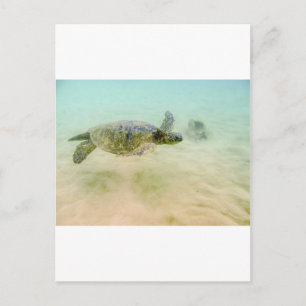Maui Hi Beach Turtle 2014 Vykort