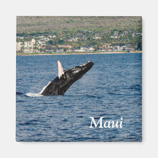 Maui Humpback Whale som bryter mot Magnet