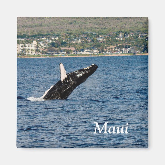 Maui Humpback Whale som bryter mot Magnet (Framsidan)