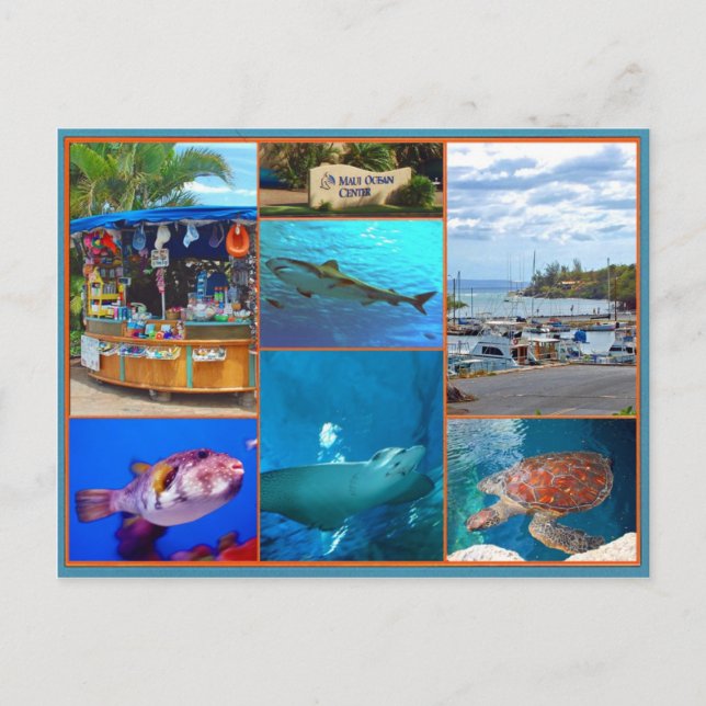 Maui Ocean Center Vykort (Framsida)