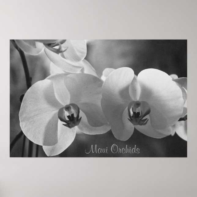 Maui Orchids Poster (Framsidan)