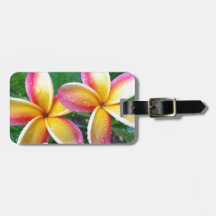 Maui tropiska Plumeriablommor