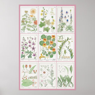 Maurice Pillard Verneuil Botanical Illustrations 2 Poster