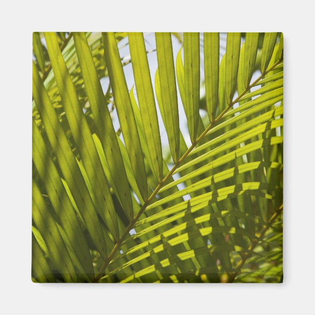 Mauritius, Centrala Mauritius, Moka, palm 2 Magnet (Framsidan)