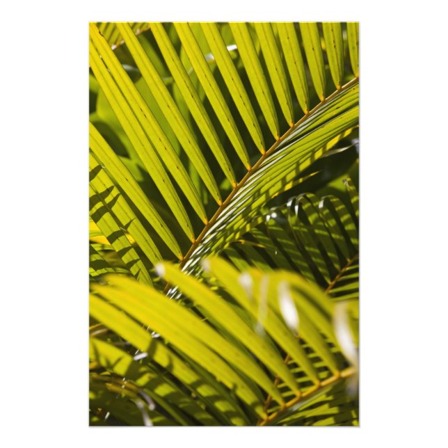Mauritius, Centrala Mauritius, Moka, palm Fototryck (Framsidan)