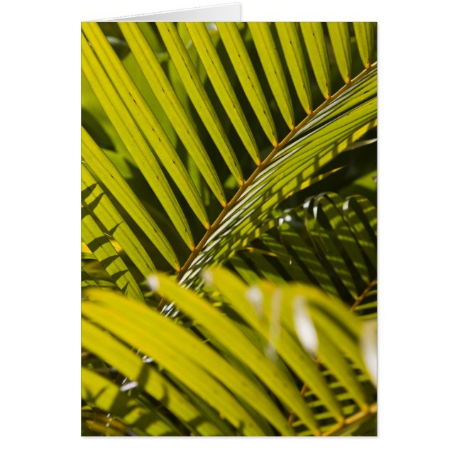 Mauritius, Centrala Mauritius, Moka, palm Hälsningskort (Framsidan)