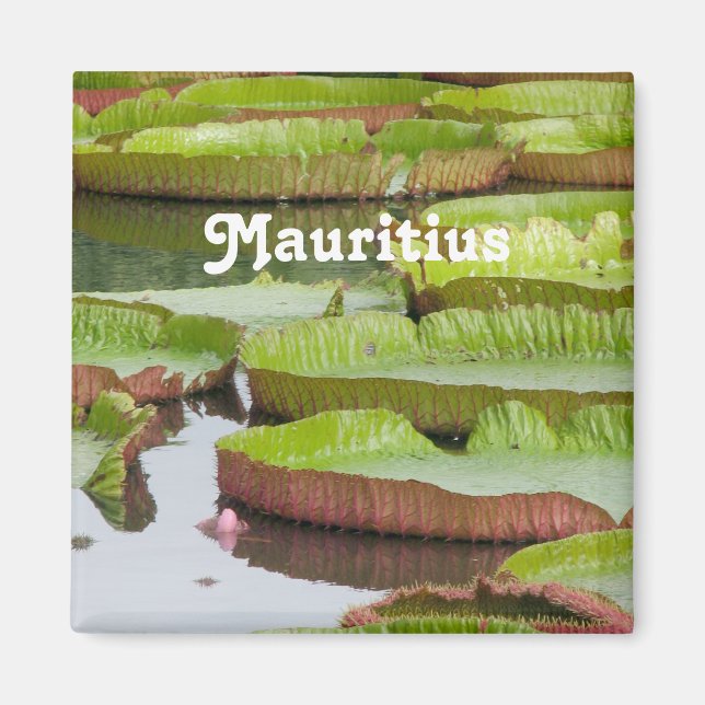 Mauritius Lily Dynors Magnet (Framsidan)