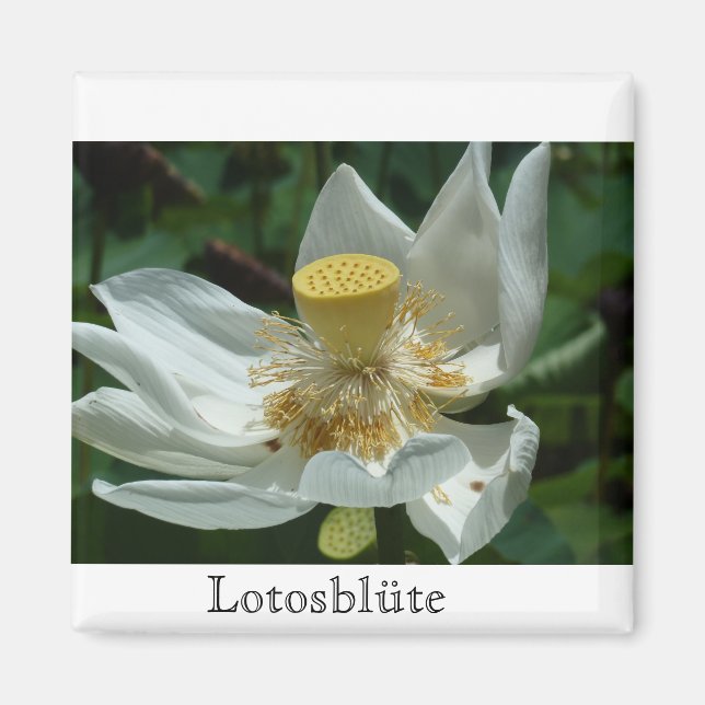 Mauritius, Lotosblüte Magnet (Framsidan)
