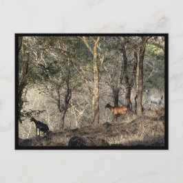 Mauritius / Maurice Vykort