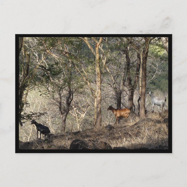 Mauritius / Maurice Vykort (Framsida)