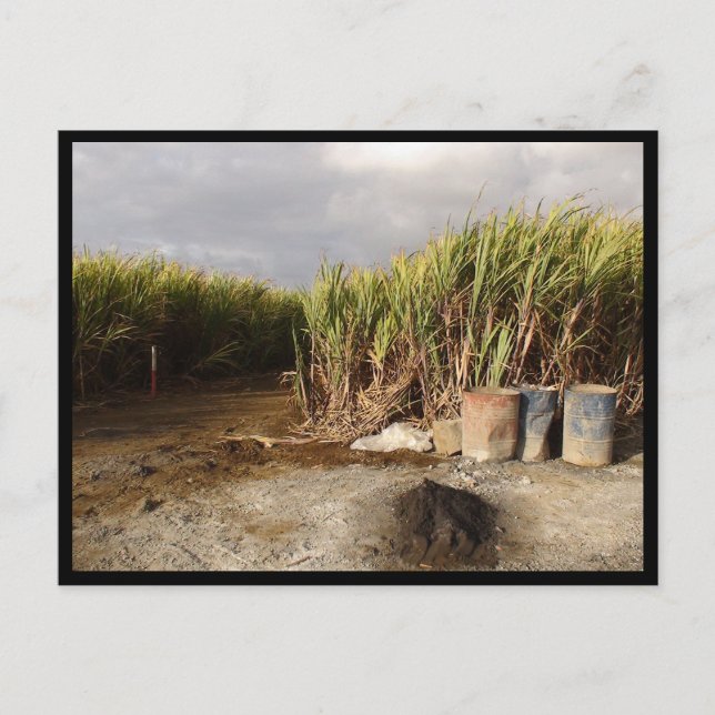 Mauritius / Maurice Vykort (Framsida)