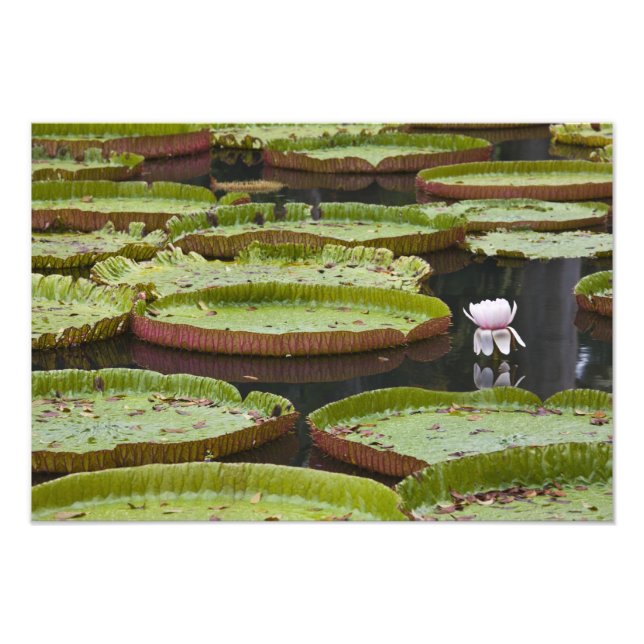 Mauritius, Pamplemousses, SSR Botanisk trädgård Fototryck (Framsidan)