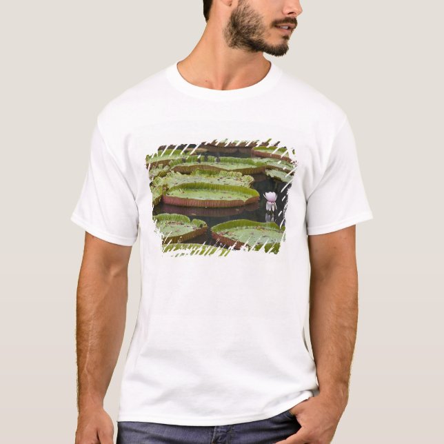 Mauritius, Pamplemousses, SSR Botanisk trädgård Tee Shirt (Framsida)