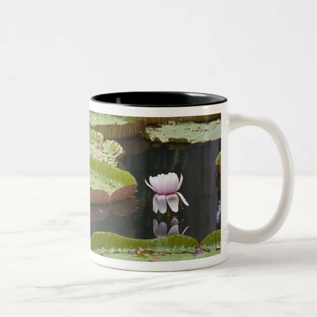 Mauritius, Pamplemousses, SSR Botanisk trädgård Två-Tonad Mugg (Höger)