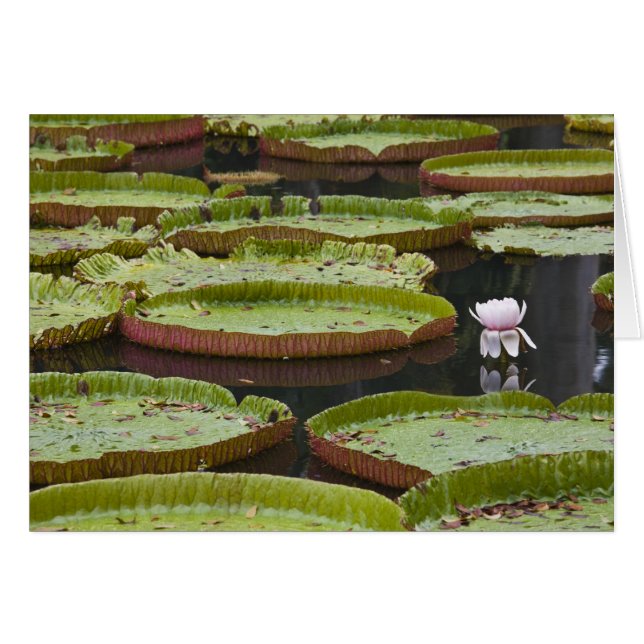 Mauritius, Pamplemousses, SSR Botaniskt Hälsningskort (Framsidan Horizontal)
