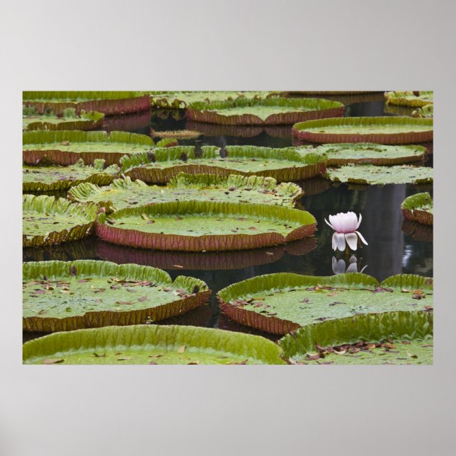 Mauritius, Pamplemousses, SSR Botaniskt Poster (Framsidan)