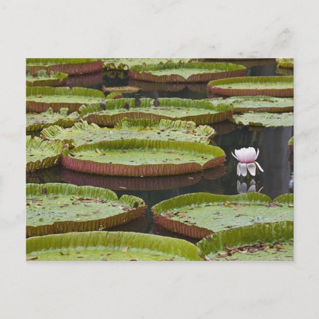 Mauritius, Pamplemousses, SSR Botaniskt Vykort (Framsida)