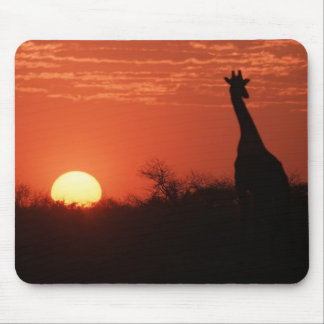 Mauspad Giraffe Sonnenuntergang Musmatta