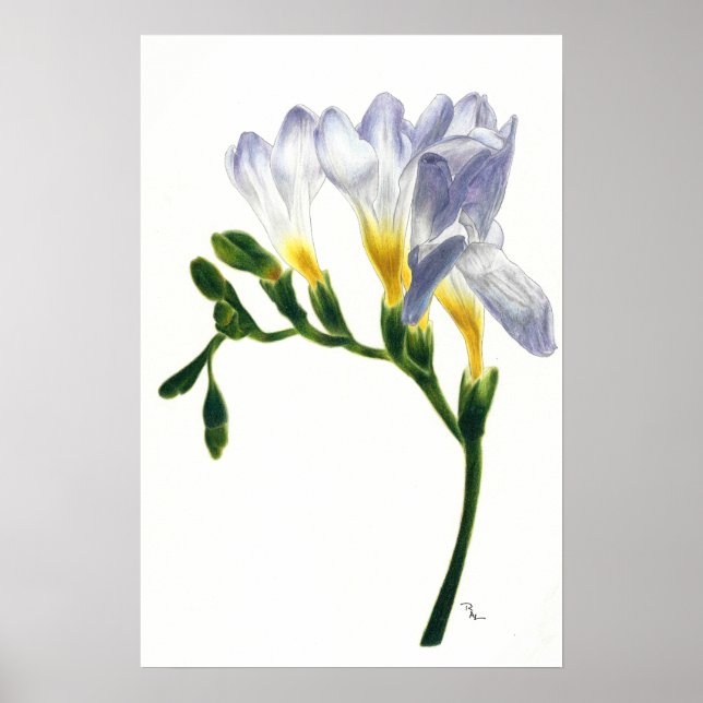 Mauve Freesias Print Poster (Framsidan)