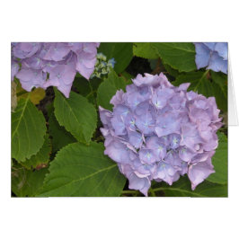 Mauve Hydrangea Hälsningskort