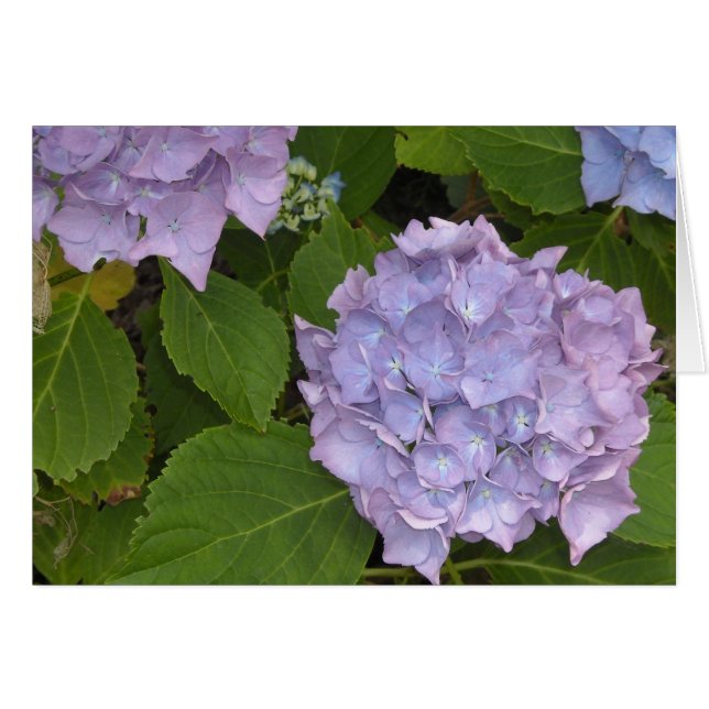 Mauve Hydrangea Hälsningskort (Framsidan Horizontal)
