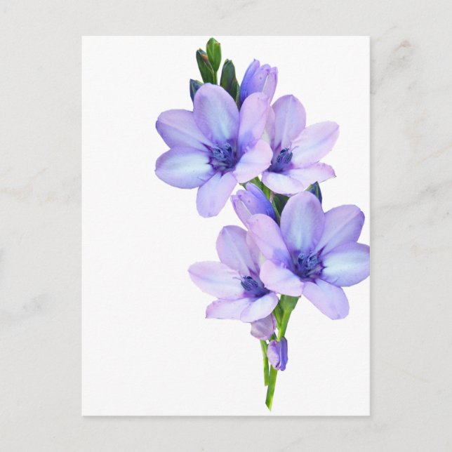 Mauve Lila Flower Postcard Vykort (Framsida)
