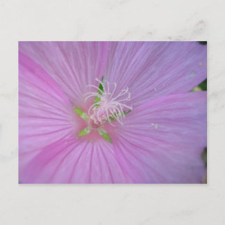 Mauve musquée (2) vykort