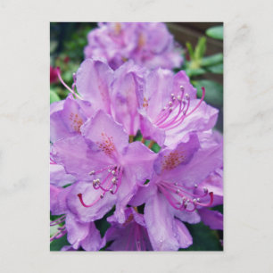 Mauve Rhododendron Vykort