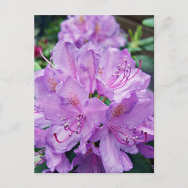 Mauve Rhododendron Vykort (Framsida)