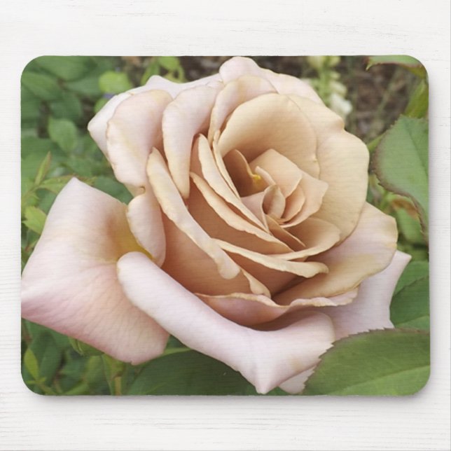 Mauve Ro Musmatta (Framsidan)