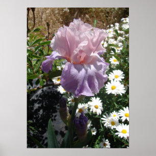 Mauve Rosa Iris Blommigt Flowers Photo Poster