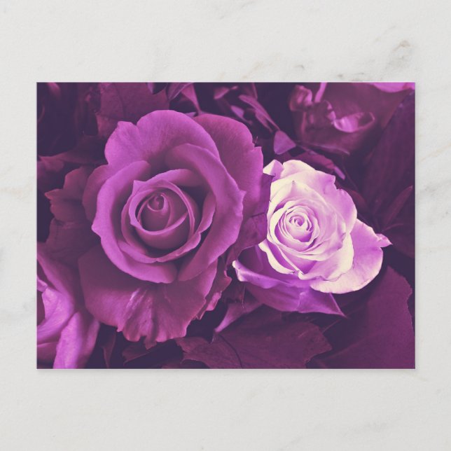 Mauve Rosor i Bloom Postcard Vykort (Framsida)