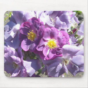 Mauve Rosor Musmatta
