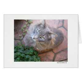 Max. katt #-3 OBS kort