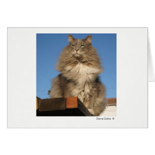 Max. katt #-4 OBS kort