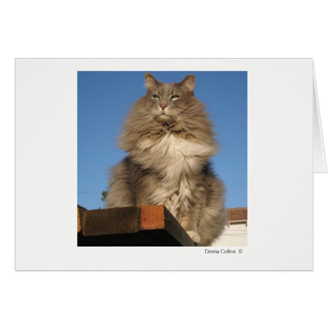 Max. katt   #-4 OBS kort (Framsidan Horizontal)